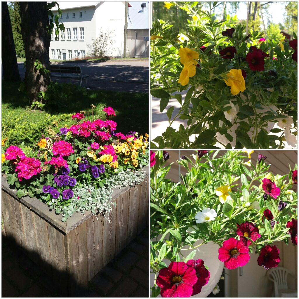 Kesäkukkia pihalla