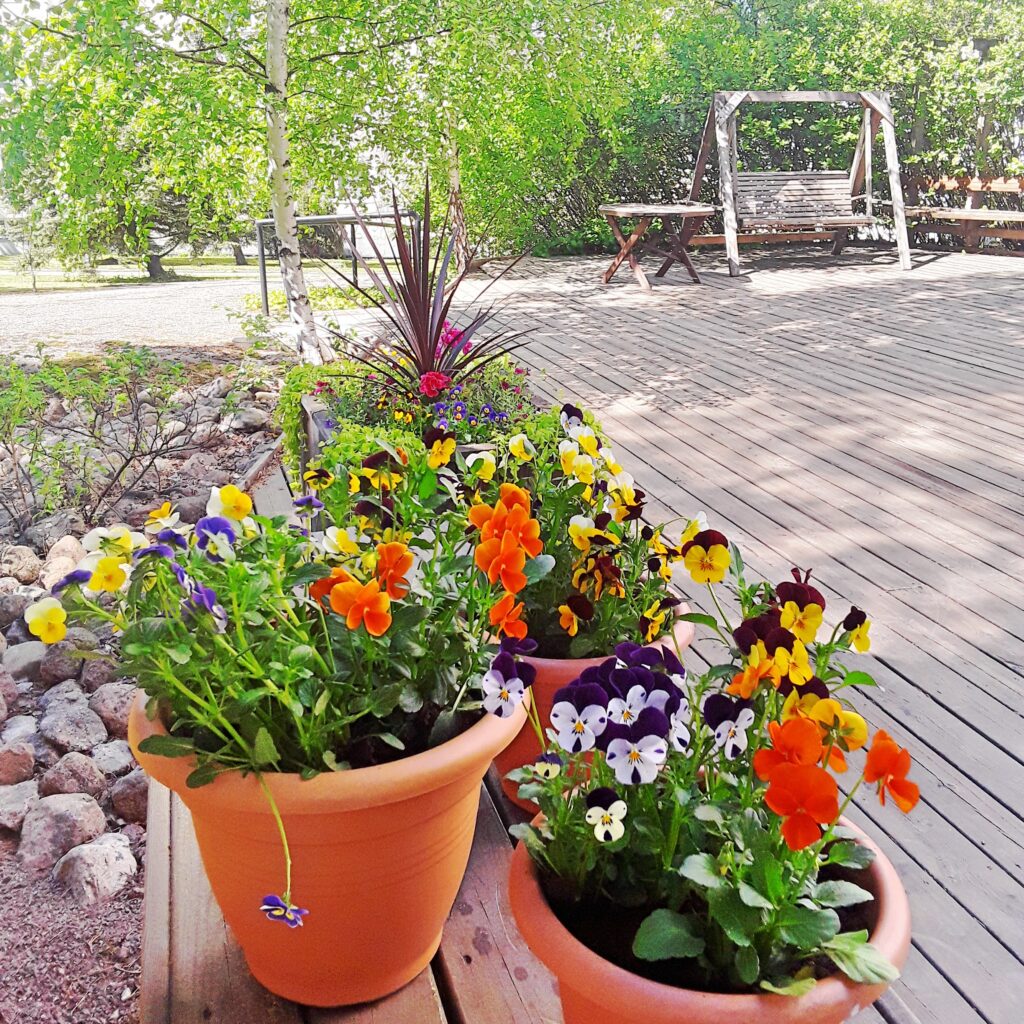 Metsämajalla orvokit kukkaruukuissa